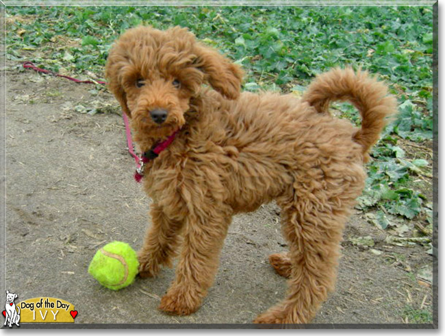 Ivy, the Miniature Poodle Dog of the Day
