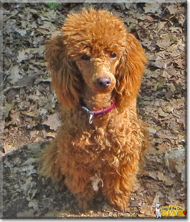 Ivy, the Miniature Poodle  Dog of the Day