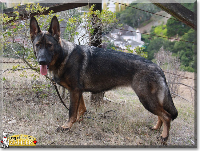 Zaheer, the German Shepherd Dog Dog of the Day