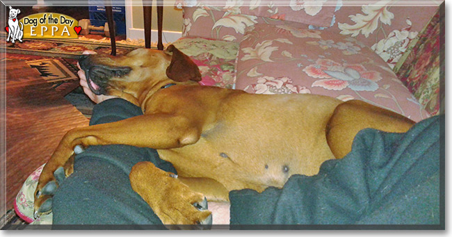 Eppa, the Redbone Hound  Dog of the Day