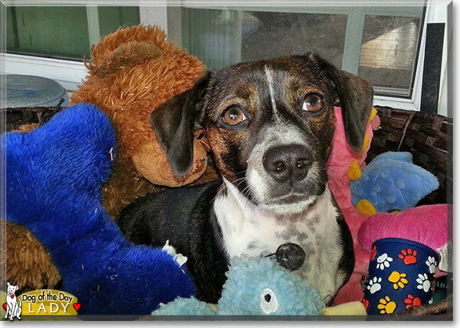 Lady, the Dachshund, Boston Terrier, Beagle Mix Dog of the Day