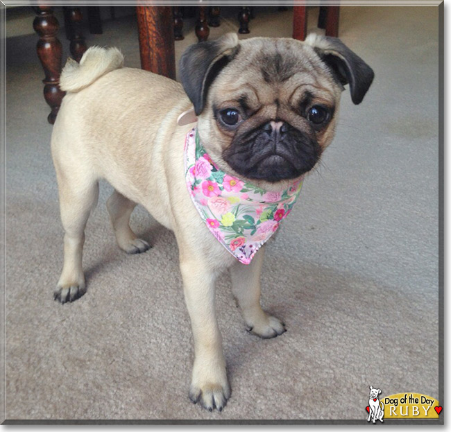 Ruby the Pug, the Dog of the Day