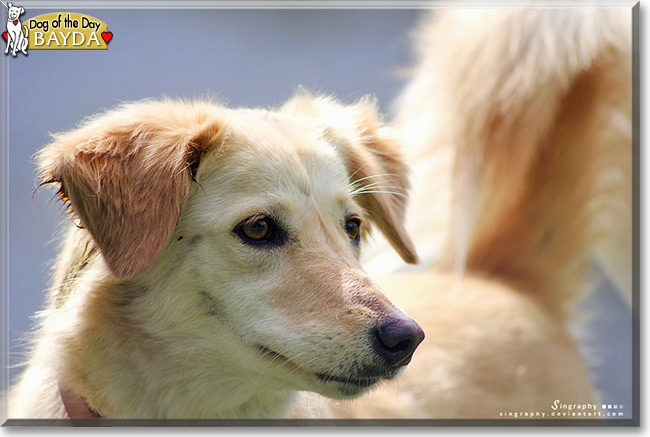 Bayda the Golden Retriever Mix, the Dog of the Day