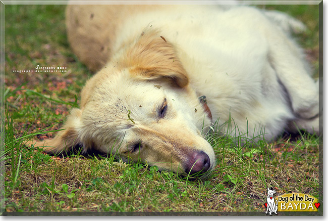 Bayda the Golden Retriever Mix, the Dog of the Day