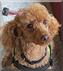 Ivy the Miniature Poodle