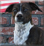 Lady the Dachshund, Boston Terrier, Beagle mix