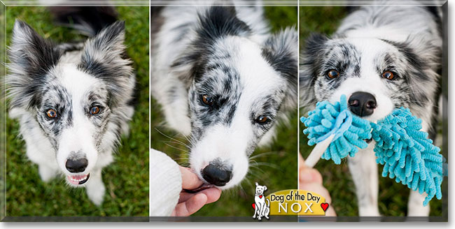 Nox the Border Collie, the Dog of the Day