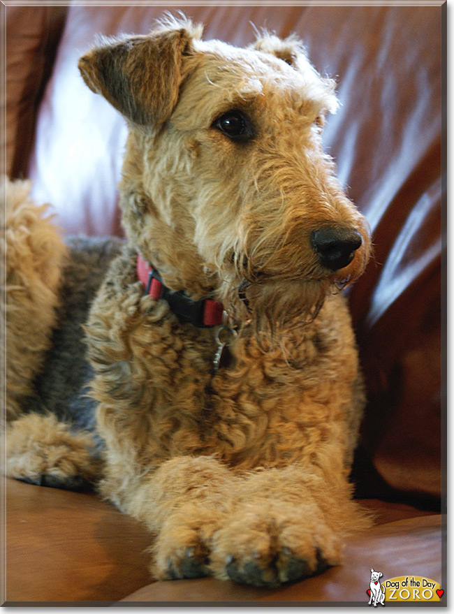 Zoro the Airedale Terrier, the Dog of the Day