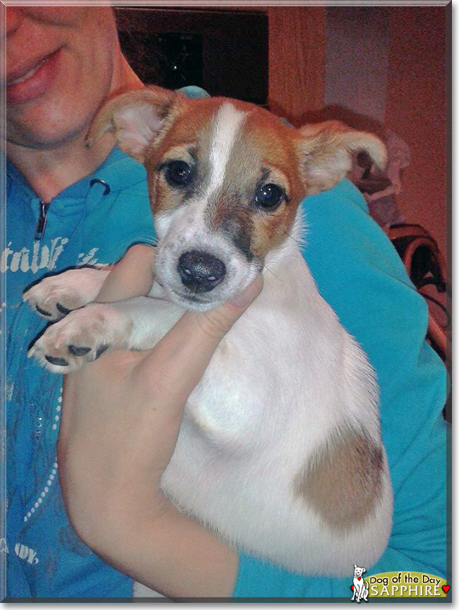 Sapphire the Jack Russell Terrier, the Dog of the Day