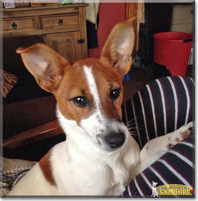 Sapphire the Jack Russell Terrier, the Dog of the Day