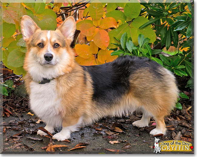 Gryffin the Pembroke Welsh Corgi, the Dog of the Day