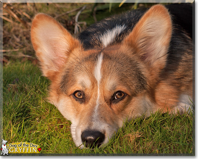 Gryffin the Pembroke Welsh Corgi, the Dog of the Day