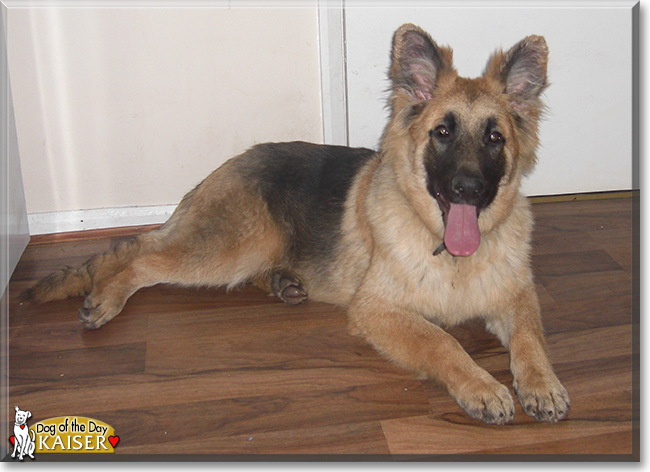Kaiser the German Shepherd Dog, the Dog of the Day
