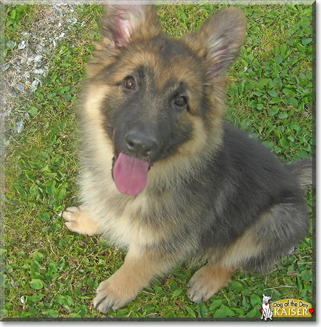 Kaiser the German Shepherd Dog, the Dog of the Day