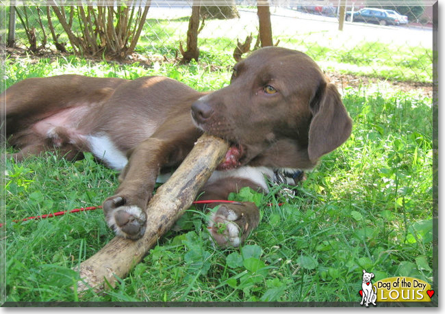 Louis the Chocolate Labrador Mix, the Dog of the Day