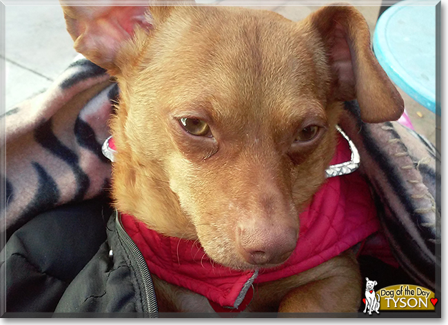 Tyson the Chihuahua-Dachshund mix, the Dog of the Day
