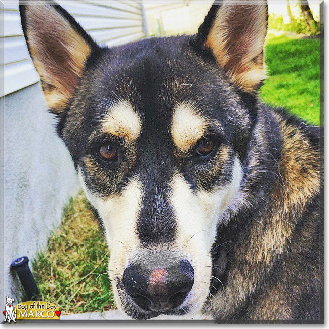 Marco the Husky mix, the Dog of the Day