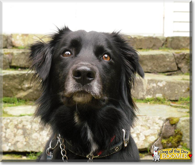 Boomer the Border Collie/Labrador mix, the Dog of the Day