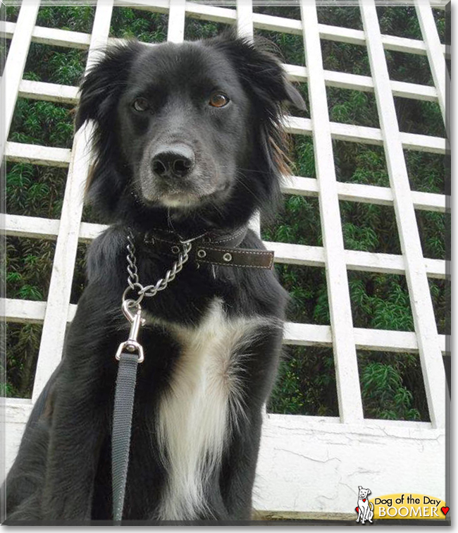 Boomer the Border Collie/Labrador mix, the Dog of the Day