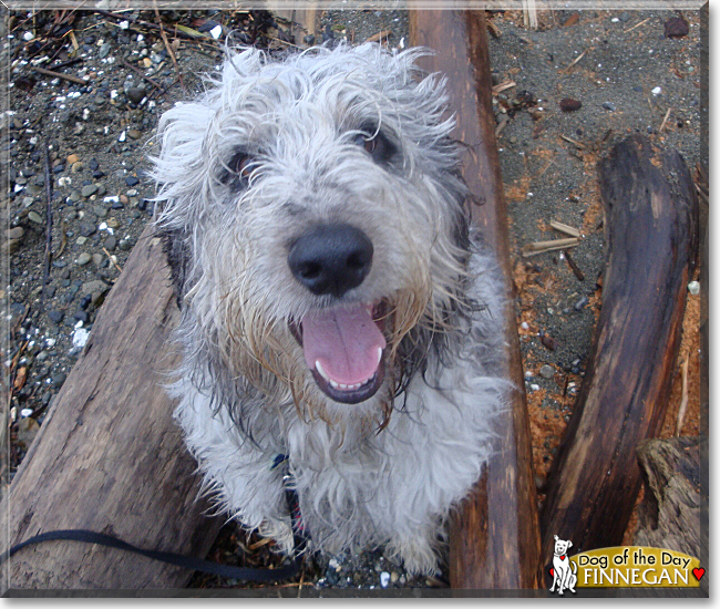 Finnegan the Poodle/Australian Shepherd Mix, the Dog of the Day