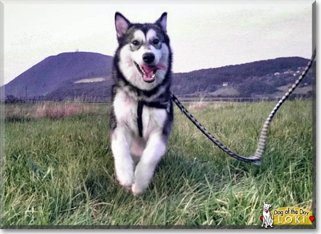 Loki the Alaskan Malamute, the Dog of the Day