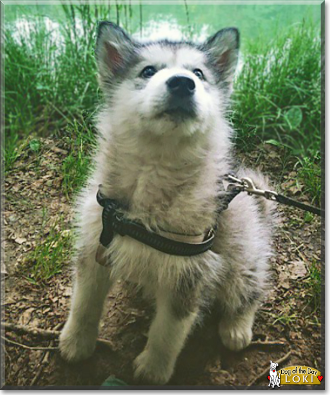 Loki the Alaskan Malamute, the Dog of the Day
