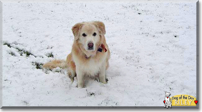 Riley the Labrador Retriever mix, the Dog of the Day