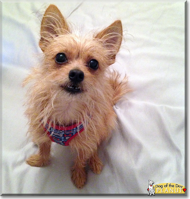 Peanut the Chihuahua/Cairn Terrier Mix, the Dog of the Day