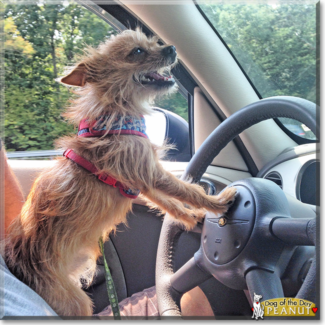 Peanut the Chihuahua/Cairn Terrier Mix, the Dog of the Day