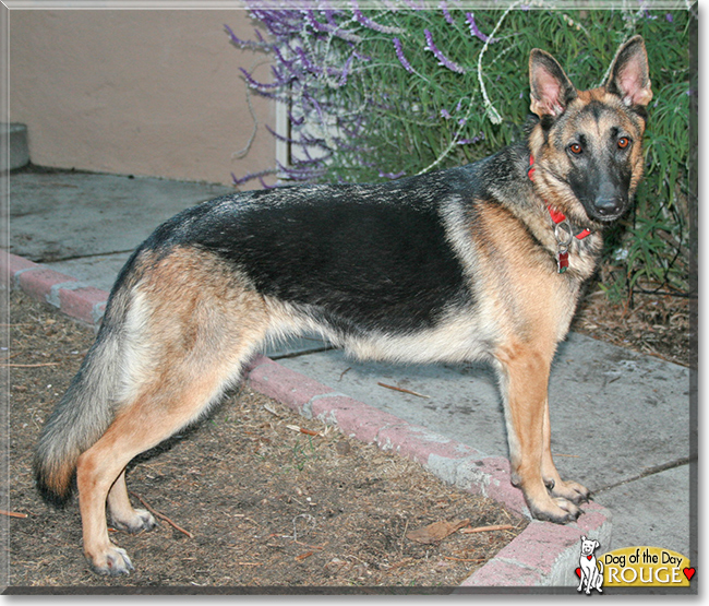 Rouge the German Shepherd Dog, the Dog of the Day