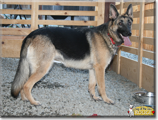 Rouge the German Shepherd Dog, the Dog of the Day
