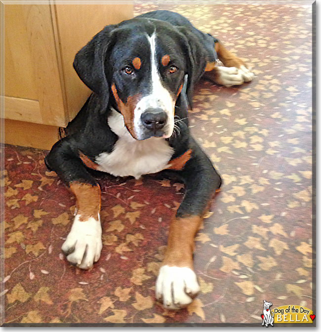 Bella the Greater Swiss Mountain Dog, the Dog of the Day