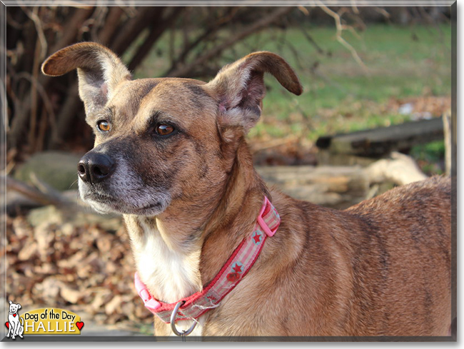 Hallie the Boxer, Australian Cattle Dog mix, the Dog of the Day