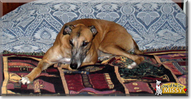 Missy the Greyhound, the Dog of the Day