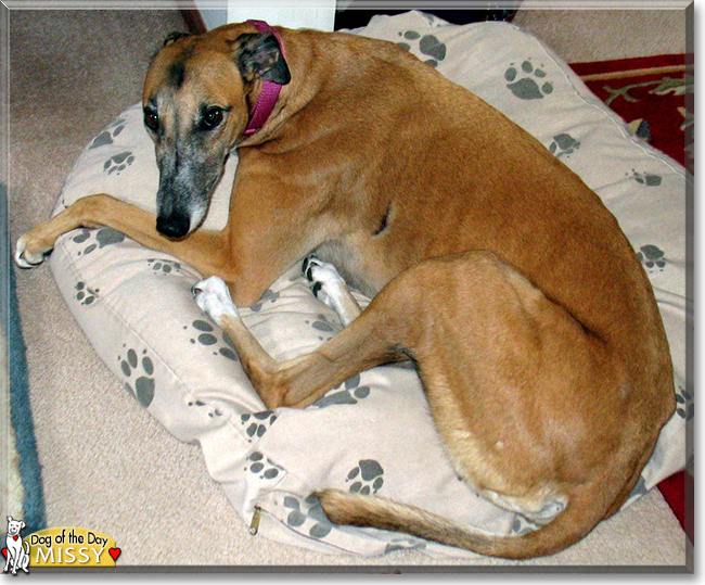 Missy the Greyhound, the Dog of the Day