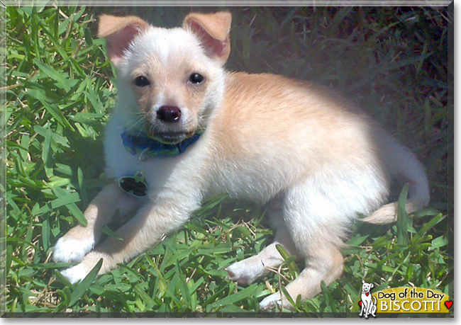 Biscotti the Chihuahua mix, the Dog of the Day