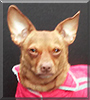 Tyson the Chihuahua-Dachshund mix