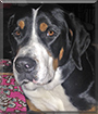 Bella the Greater Swiss Mountain Dog