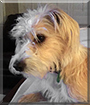 Sadie Mae the Wheaten Terrier/Saluki cross
