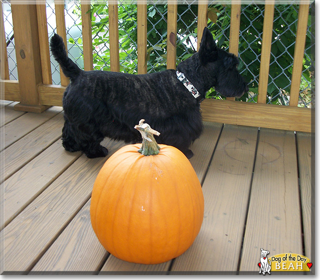 Beah the Scottish Terrier, the Dog of the Day