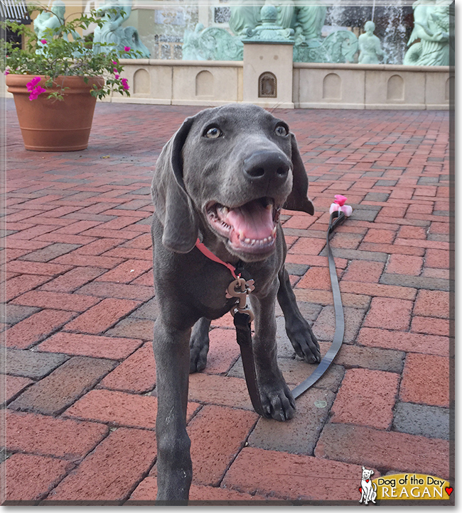 Reagan the Weimaraner, the Dog of the Day