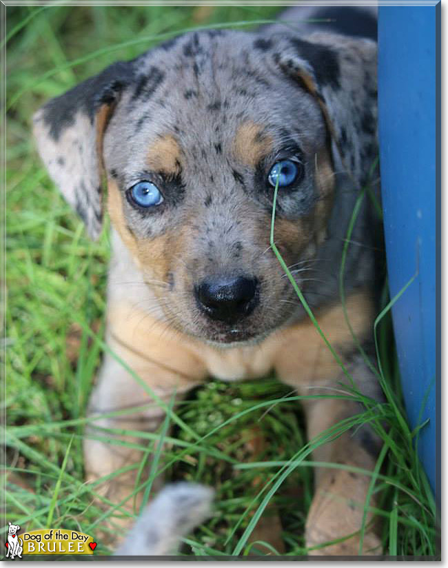 Brulee the Catahoula Leopard Dog, the Dog of the Day