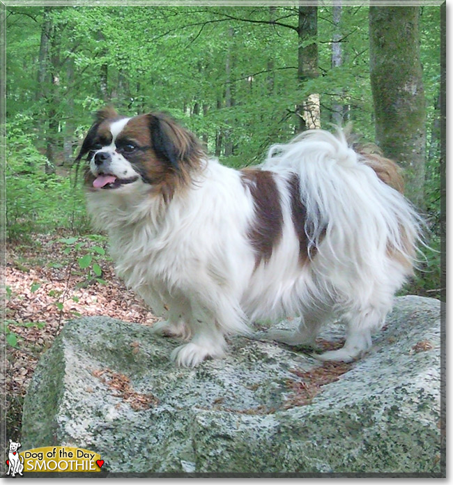 Smoothie the Papillon/Shih Tzu, the Dog of the Day