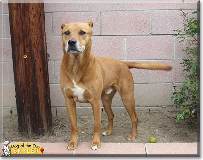 Skyler the Pit Bull Mix, the Dog of the Day