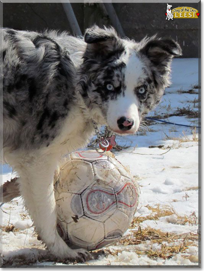 Leesi the Border Collie, the Dog of the Day
