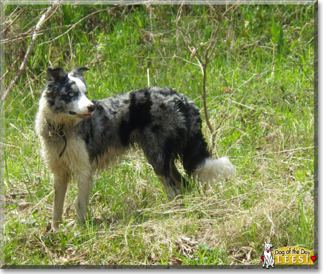 Leesi the Border Collie, the Dog of the Day