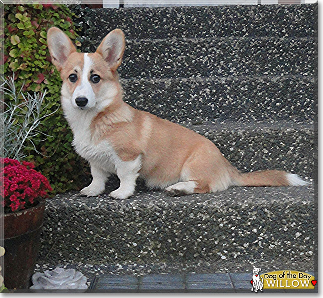 Willow the Pembroke Welsh Corgi, the Dog of the Day