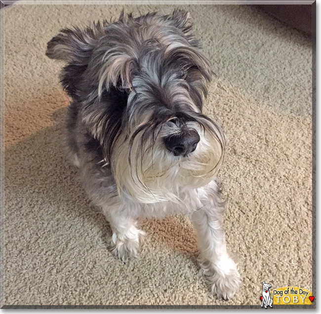 Toby the Miniature Schnauzer, the Dog of the Day