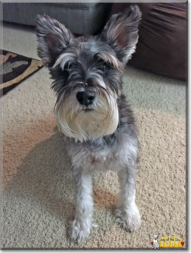 Toby the Miniature Schnauzer, the Dog of the Day