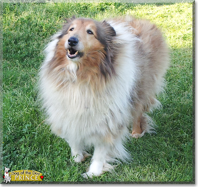 Prince the Rough Collie, the Dog of the Day